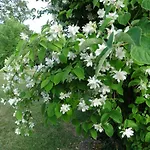 La Geneste Un Dans La Campagne Sarladaise *
