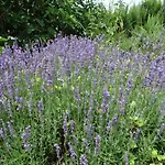 Feriehus La Geneste Un Dans La Campagne Sarladaise *