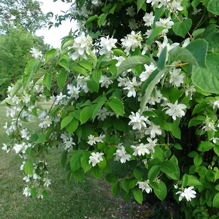 La Geneste Un Dans La Campagne Sarladaise *