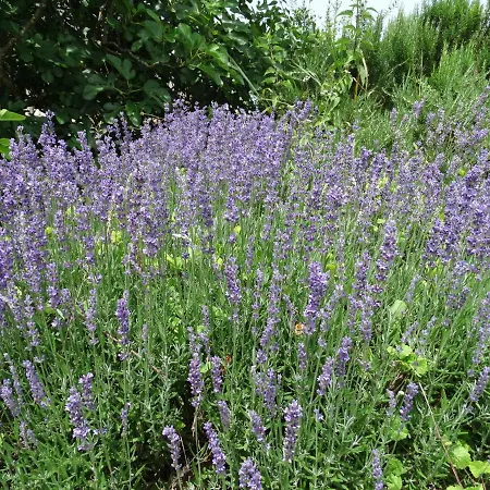 Prázdninový dům La Geneste Un Dans La Campagne Sarladaise *