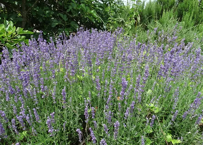 بيت للعطل La Geneste Un Dans La Campagne Sarladaise *